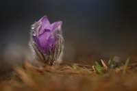 Koniklec velkokvety - Pulsatilla grandis 9037